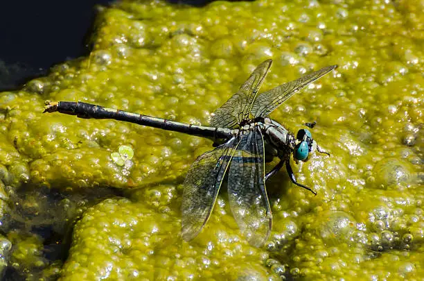 Photo of Lilypad Clubtail Dragonfly