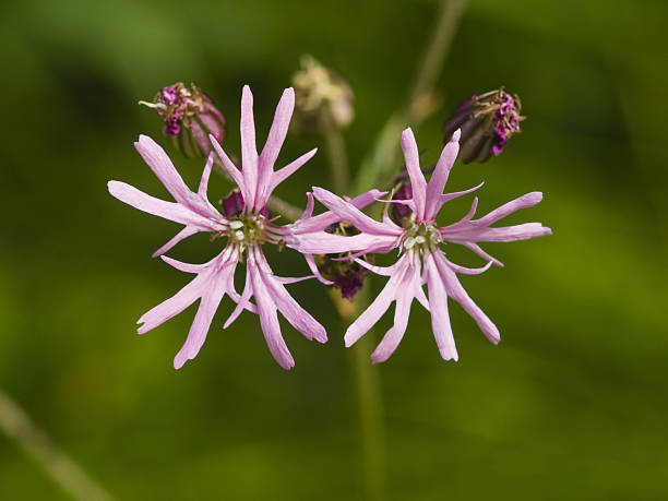 Ragged-Robin, Lychnis flos-cuculi, flower macro, selective focus Ragged-Robin, Lychnis flos-cuculi, flowers detailed macro on bokeh background, selective focus, shallow DOF common cuckoo stock pictures, royalty-free photos & images