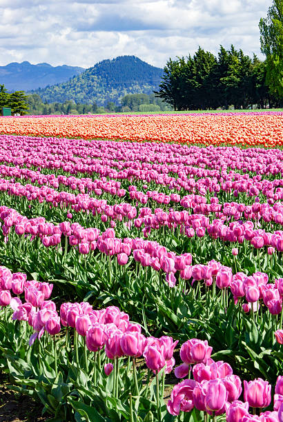 istock Skagit Valley Tulip Field 543209074