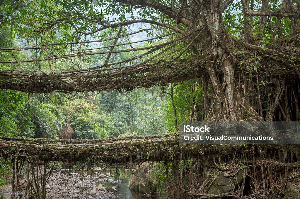 Living root bridges in Nongriat, Meghalaya, India. Living root bridges are handmade from the aerial roots of banyan fig trees by Khasi people. Meghalaya Stock Photo