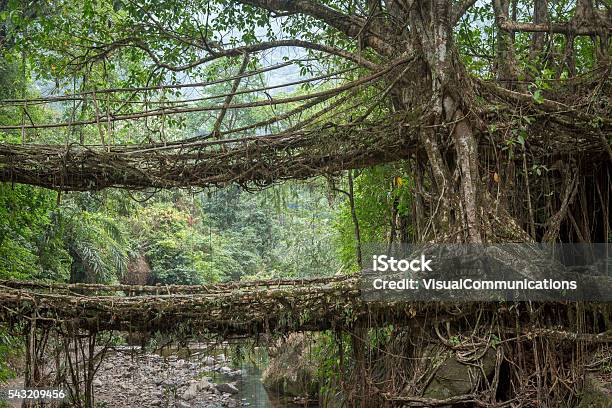 Living Root Bridges In Nongriat Meghalaya India Stock Photo - Download Image Now - Meghalaya, Root, Adventure