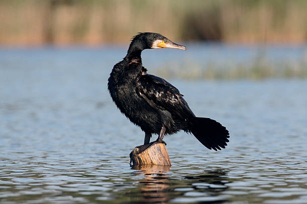 istock Great cormorant, Phalacrocorax carbo 543210216