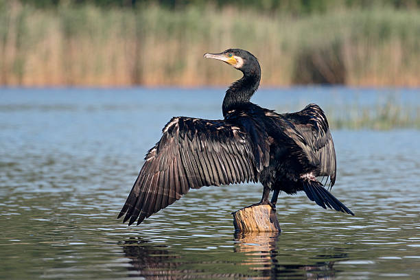 istock Great cormorant, Phalacrocorax carbo 543210334