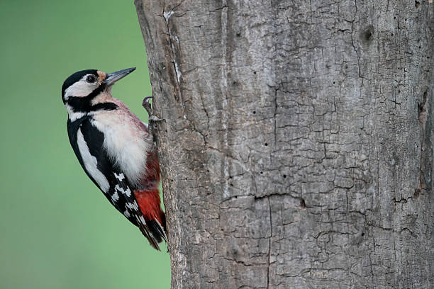 istock Great-spotted woodpecker, Dendrocopos major 543210874