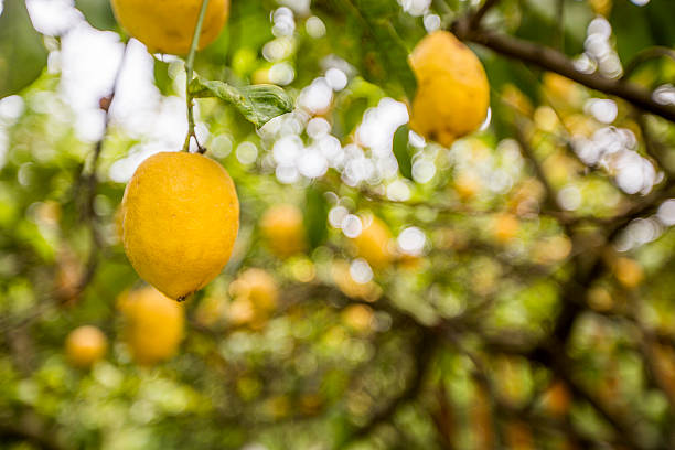 istock lemon fruits on the tree 543211218
