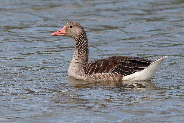 istock Eastern Greylag goose, Anser anser rubrirostris 543211446