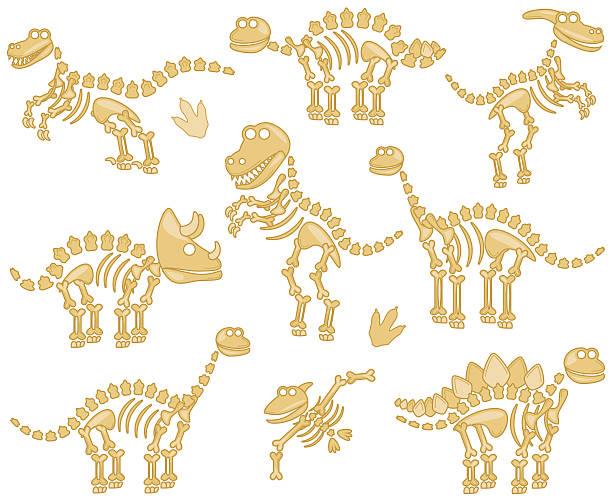 illustrazioni stock, clip art, cartoni animati e icone di tendenza di collezione vettoriale di fossili o ossa di dinosauri - dinosaur footprint track fossil