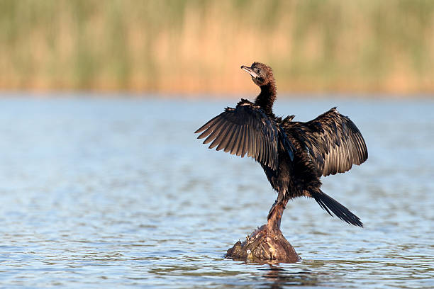 istock Pygmy cormorant, Phalacrocorax pygmeus 543212458