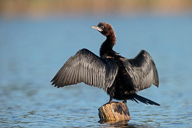 istock Pygmy cormorant, Phalacrocorax pygmeus 543212500