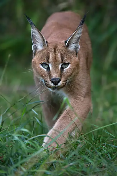 Caracal stalking directly toward viewer through long green grass and foliage