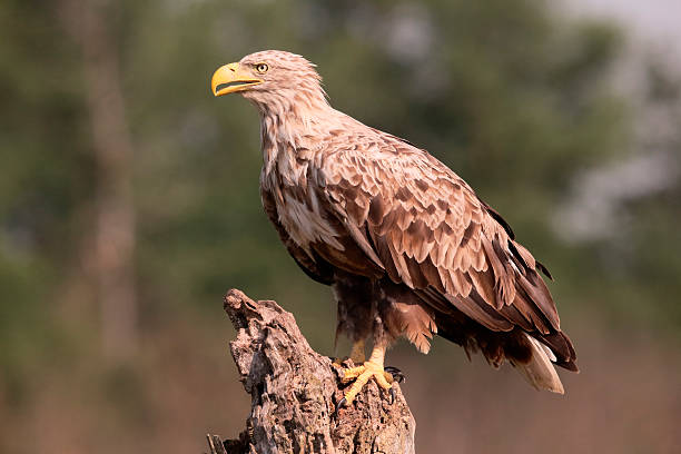 ホワイトテールウミワシ、haliaeetus albicilla - white tailed eagle sea eagle eagle sea ストックフォトと画像