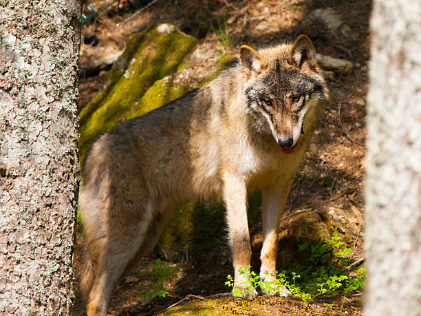 istock European wolf in the forest 543214294