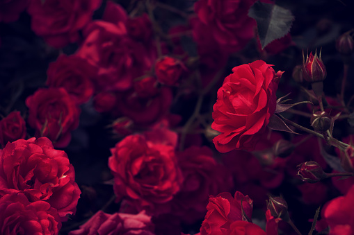 Rosa sobre un fondo de rosas, textura, procesamiento de autor. selectivo photo