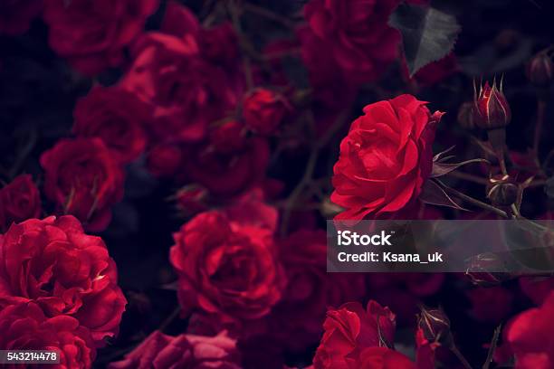 Rose On A Background Of Roses Texture Author Processing Selective Stock Photo - Download Image Now
