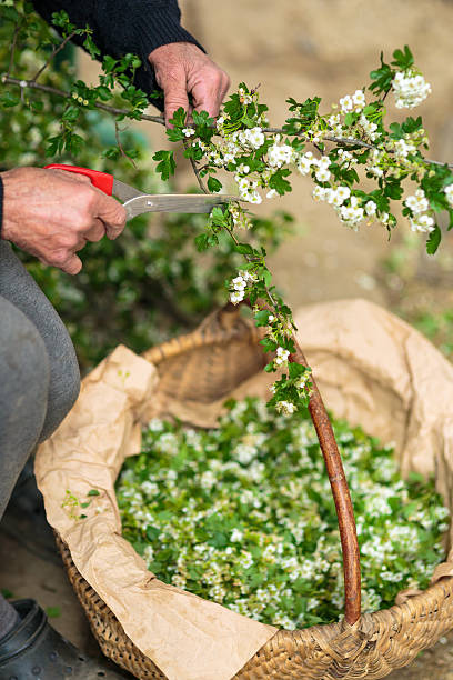 istock Old woman picking hawthorn flowers 543214704