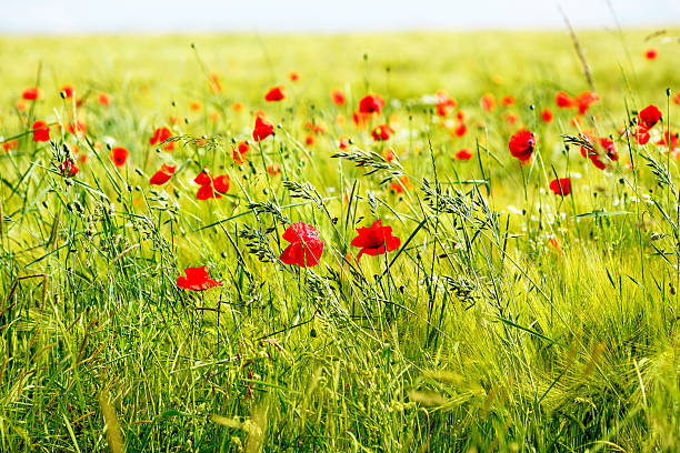 Meadow with wild red poppies and a clear blue sky stock photo