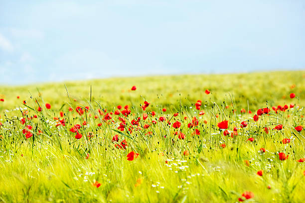 Meadow with wild red poppies and a clear blue sky stock photo