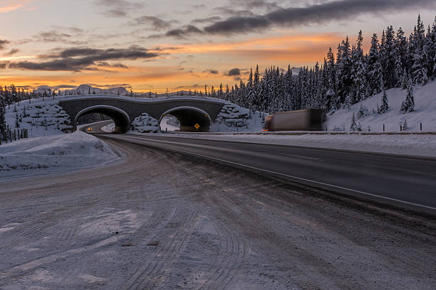 istock Animal Overpass on Trans Canada Highway During Winter Sunrise 543215460