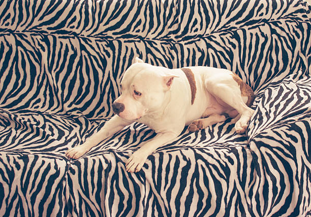 istock American Staffordshire Terrier sitting and looking at camera 543215834