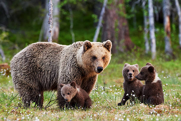 istock Mother brown bear and her cubs 543215890