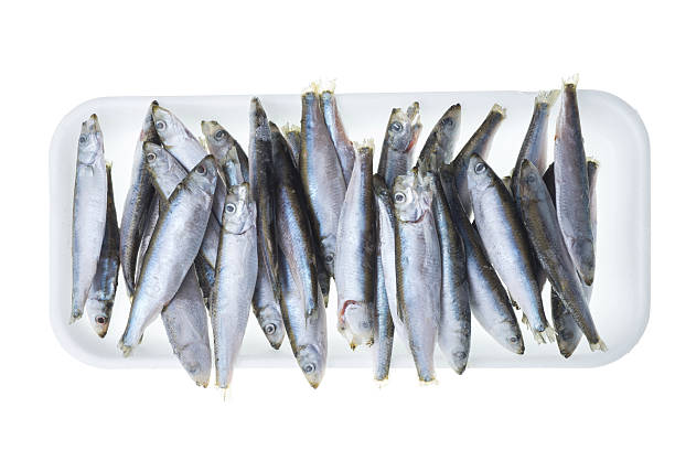 istock Raw european anchovy on plate isolated on white background 543217200