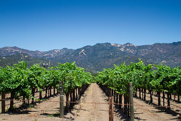ナパ郡カリフロニアのブドウ園 - vineyard panoramic napa valley california ストックフォトと画像