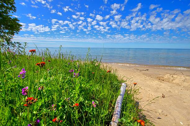 Wildflowers On The Beach Summer wildflowers bloom on the shores of a sandy Lake Michigan beach in the Hiawatha National Forest in Brevoort, Michigan. great lakes photos stock pictures, royalty-free photos & images