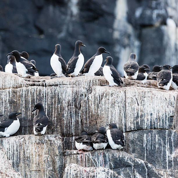 istock Guillemots nesting on Alkefjellet bird cliff, Hinlopen Strait, Svalbard, Norway 543218102