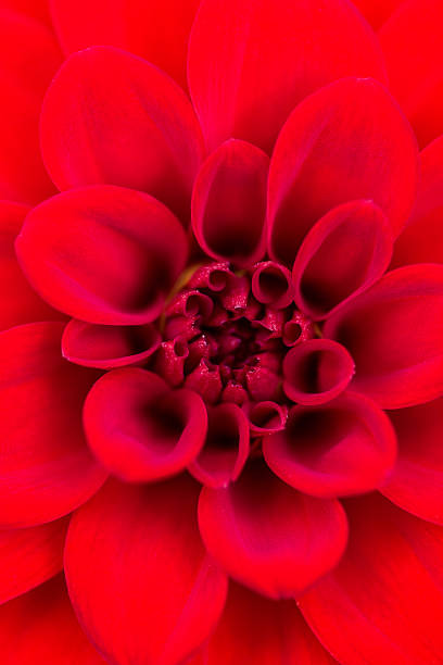 istock Red Dahlia Centre of Flower 543218426