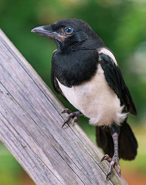 istock Bird on wooden fence 543218992