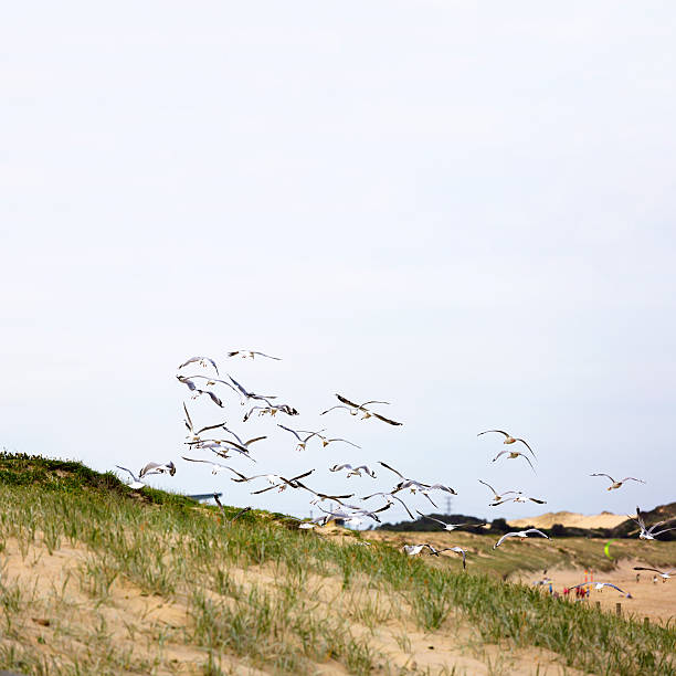 istock Flying seagulls over the beach, nature square background, copy space 543219064