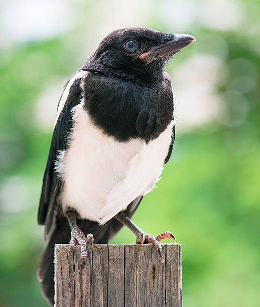 istock Bird on wooden fence 543219080
