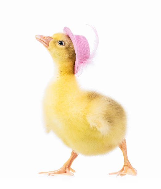 istock Cute little gosling 543219162