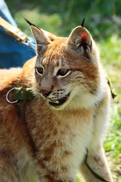 Photo of Young eurasian lynx on a leash