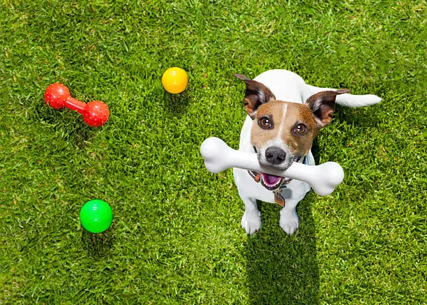happy jack russell terrier dog  in park or meadow waiting and looking up to owner to play and have fun together, bone in mouth