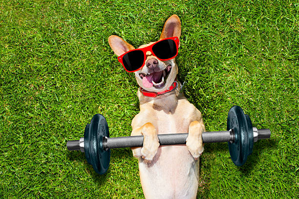 osobisty trener sport fitness pies - dog park retrieving humor zdjęcia i obrazy z banku zdjęć