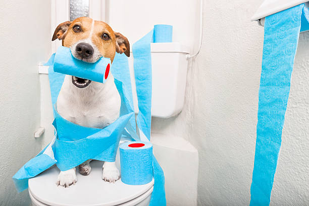 perro en sanitario - diarrea fotografías e imágenes de stock