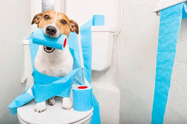 jack russell terrier, sitting on a toilet seat with digestion problems or constipation looking very sad and toilet paper rolls everywhere one  roll in mouth