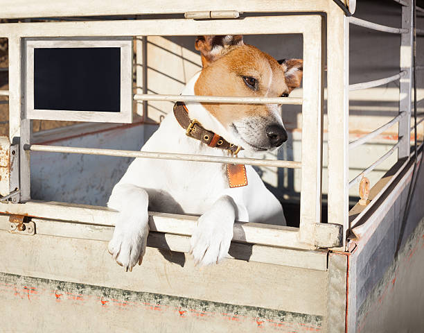istock dog in shelter cage 543219600