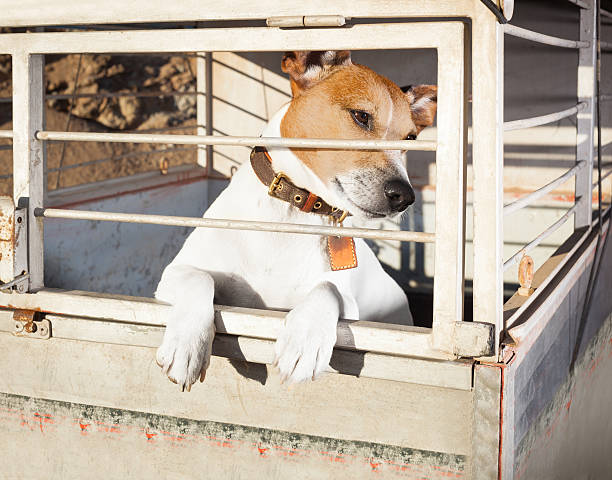 istock dog in shelter cage 543219632