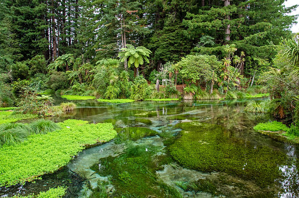 Hamurana Springs in Rotorua,New Zealand. stock photo