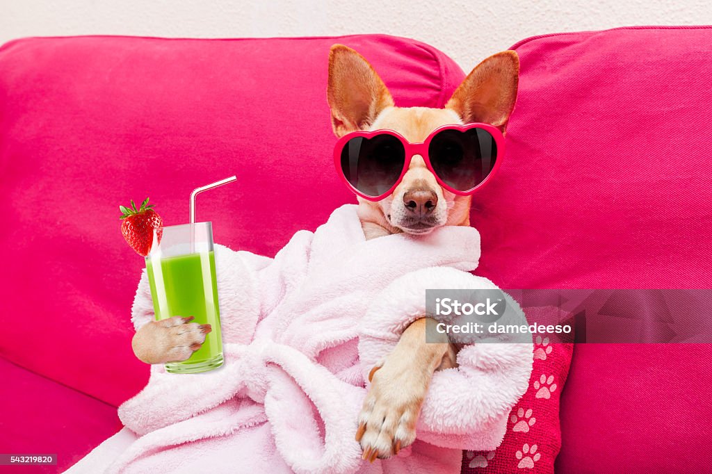 dog spa wellness chihuahua dog relaxing  and lying, in   spa wellness center ,wearing a  bathrobe and funny sunglasses drinking a smoothie cocktail Dog Stock Photo