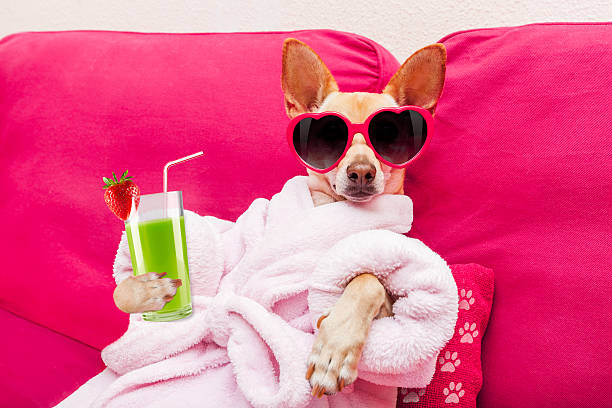 dog spa wellness chihuahua dog relaxing  and lying, in   spa wellness center ,wearing a  bathrobe and funny sunglasses drinking a smoothie cocktail blended drink photos stock pictures, royalty-free photos & images