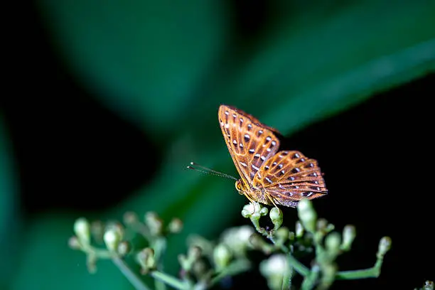 Brown butterfly on a flower in Thailand.