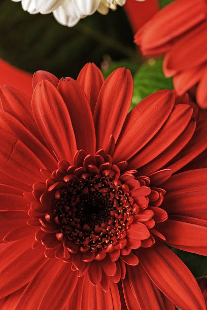 istock Bold red flower in detail 543220122