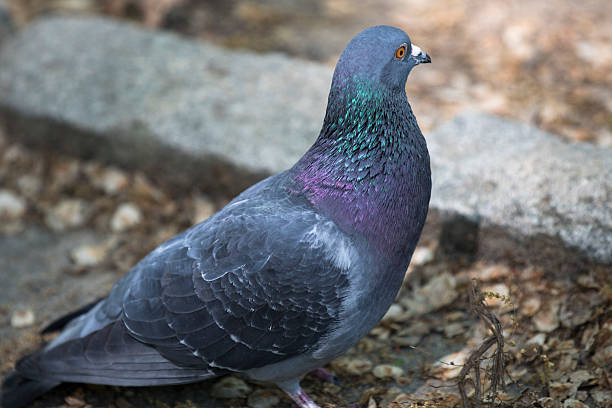 istock Pigeon alone looking to the right. 543221018