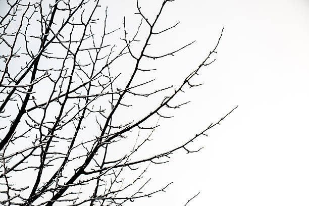 Frosty winter day. Hoarfrost, ice Crystal on tree