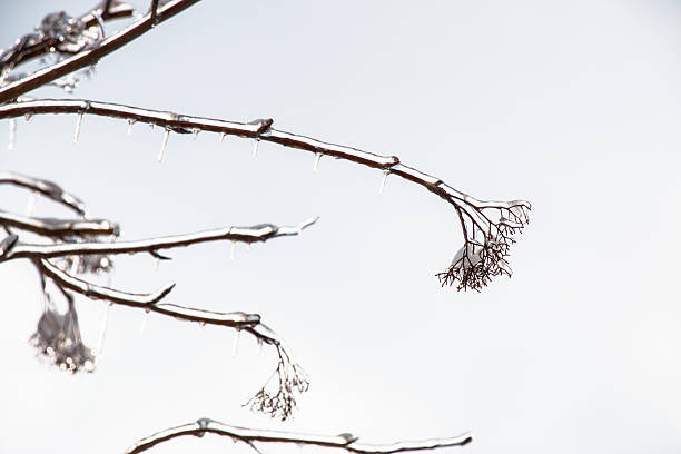 Frosty winter day. Hoarfrost, ice Crystal on tree