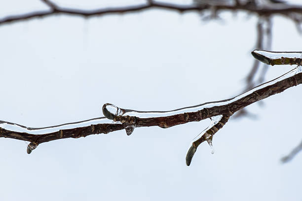 Frosty winter day. Hoarfrost, ice Crystal on tree