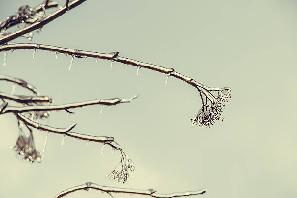 Frosty winter day. Hoarfrost, ice Crystal on tree
